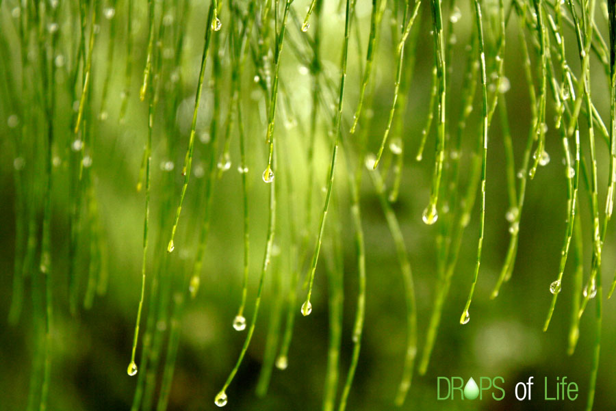 Drops of Life